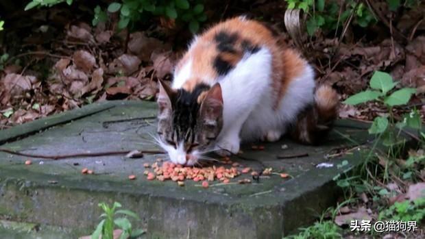 3种方法来怎样赶走流浪猫_如何赶走流浪猫_赶走流浪猫的最好办法