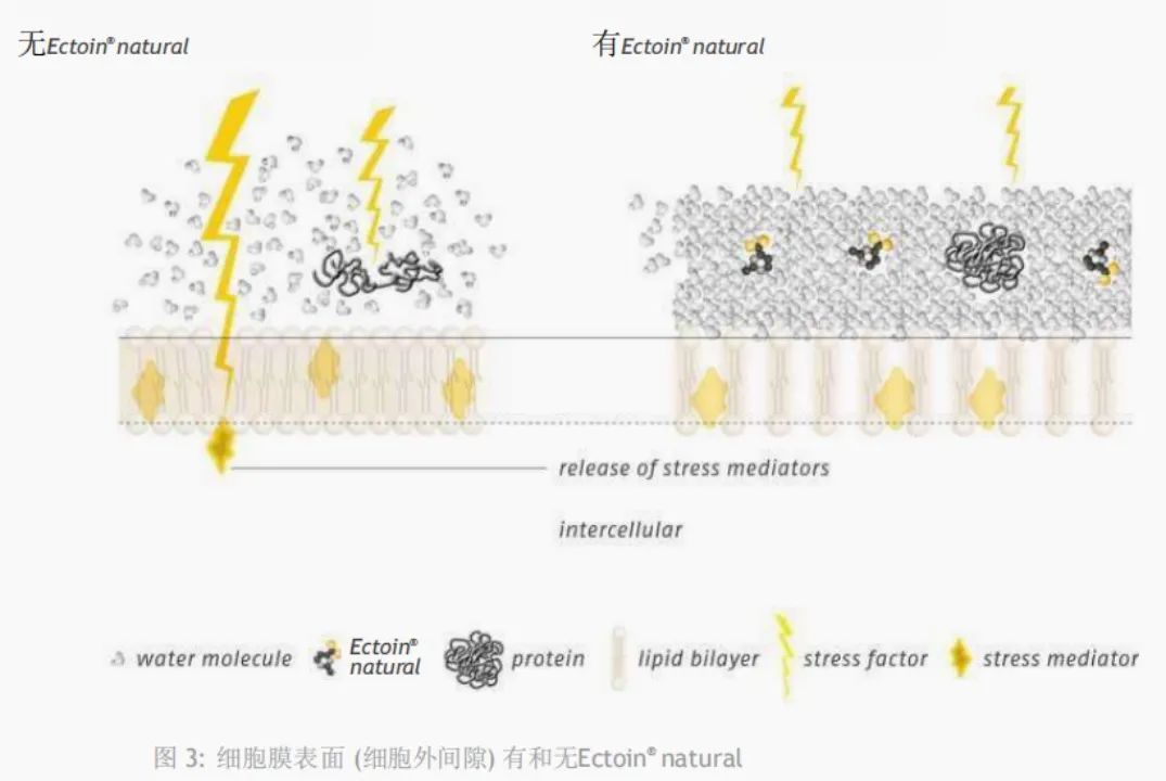 积雪草护肤霜_护肤品积雪草的作用_积雪草的护肤品怎么样