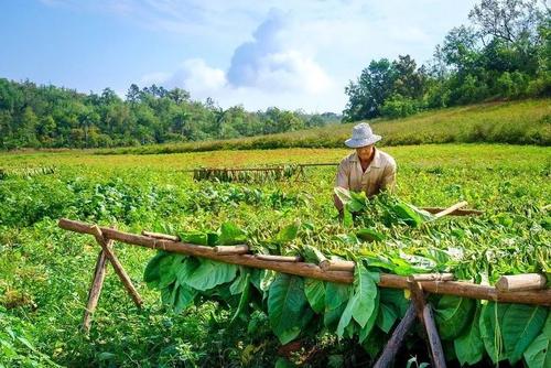 烟草种子图片_烟草种子购买_烟草种子