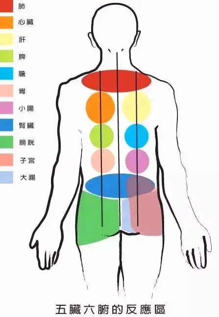 五脏排毒时间表是真的吗_五脏排毒法动作要点_五脏排毒时间表图片