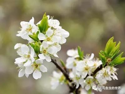 梅花桃花如何区分_梅花区分桃花和桃花_桃花和梅花怎么区分