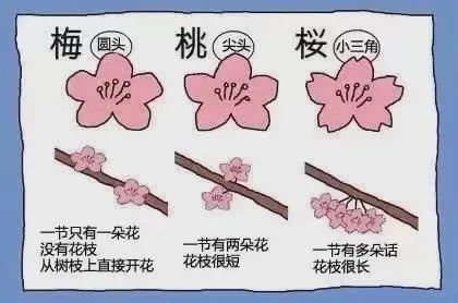 梅花桃花怎么区分_桃花和梅花怎么区分_梅花区分桃花和什么花