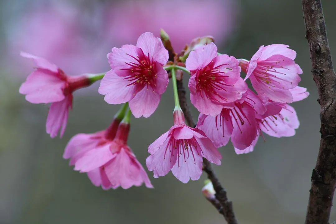 梅花桃花怎么区分_梅花区分桃花和什么花_桃花和梅花怎么区分