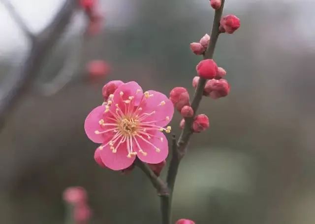 桃花和梅花怎么区分_梅花桃花怎么区分_梅花区分桃花和什么花