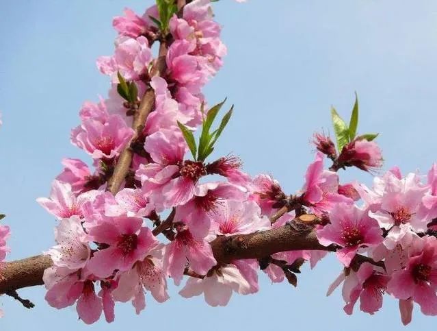 梅花桃花怎么区分_桃花和梅花怎么区分_梅花区分桃花和什么花