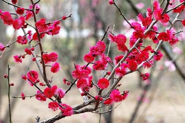 桃花和梅花怎么区分_梅花区分桃花和什么花_梅花桃花怎么区分