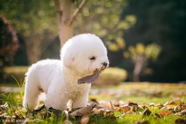 比熊犬怎么训练才能听话_听话的比熊_怎样训练比熊听话