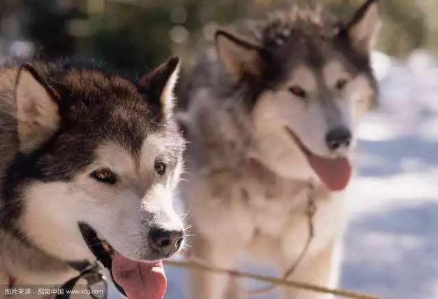 比熊犬怎么训练才能听话_听话的比熊_怎样训练比熊听话