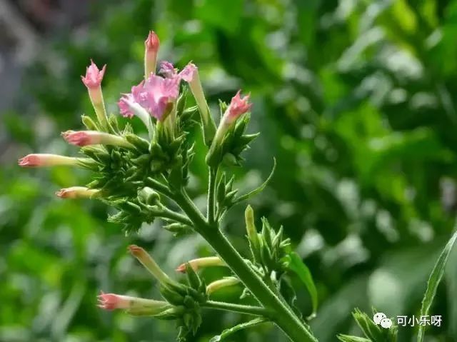 烟草种植地区_烟草种植需要什么手续_烟草种植