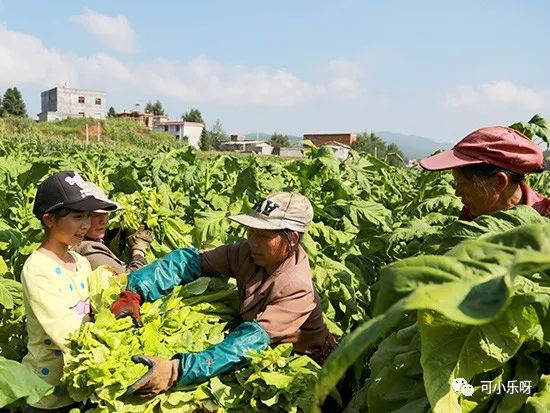 烟草种植需要什么手续_烟草种植_烟草种植地区