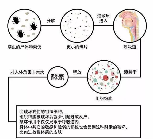 人身上的螨虫图片图库_人身上被螨虫咬的图片_人身上螨虫的症状图