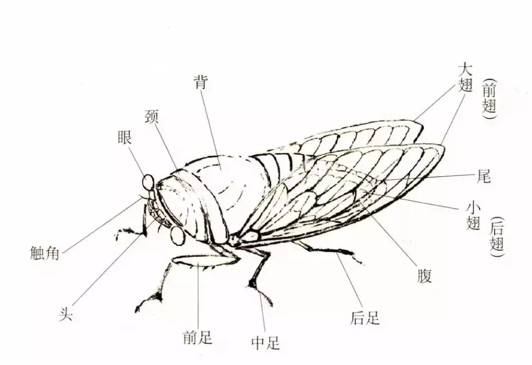 蝉简笔画视频_蝉的简笔画_蝉简笔画上色