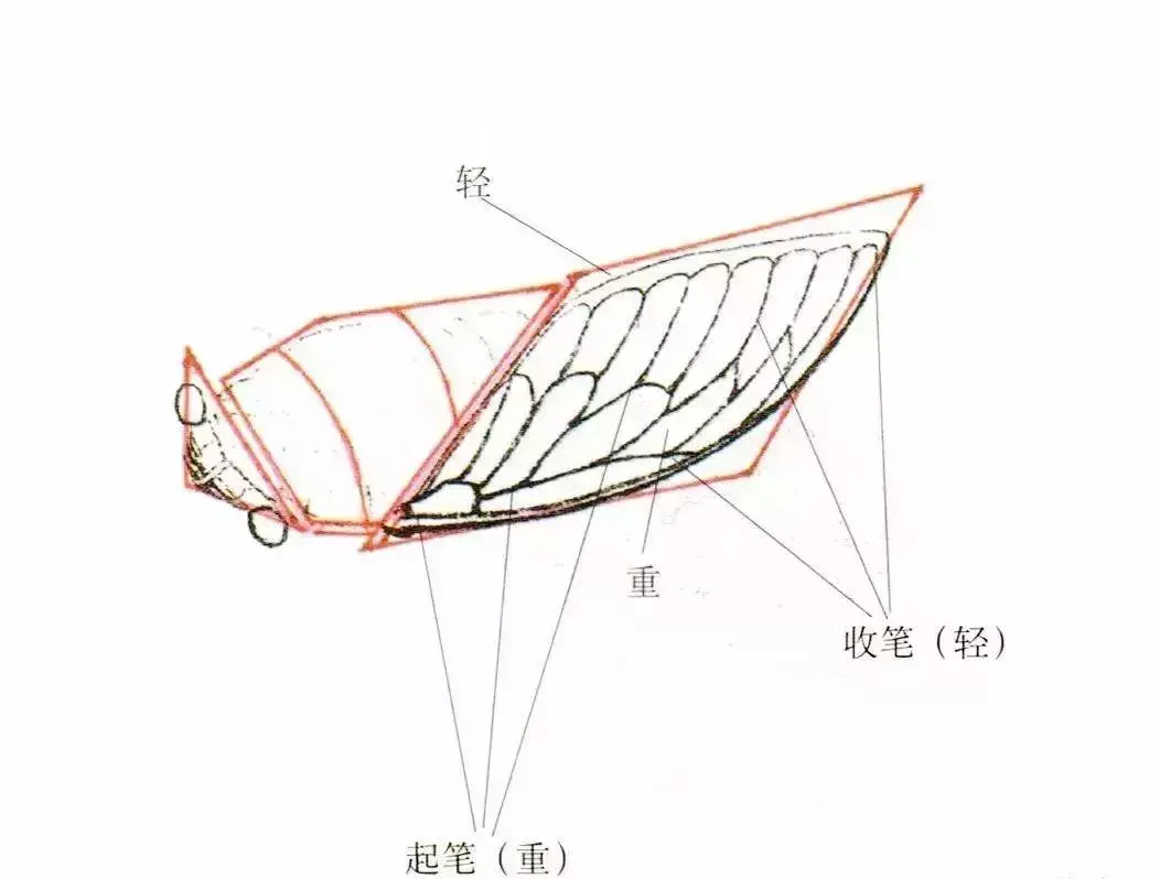 蝉简笔画上色_蝉简笔画视频_蝉的简笔画