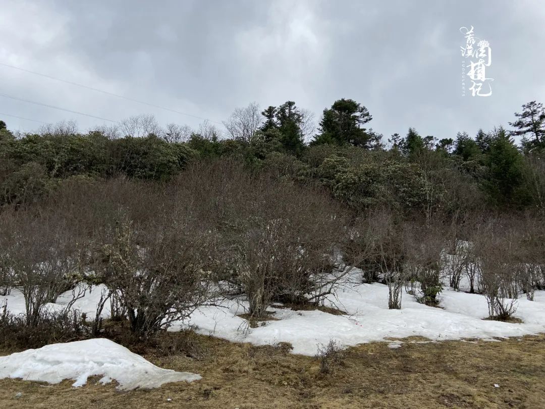 成都怎么去九寨沟_九寨沟去成都途径什么景点_到成都九寨沟