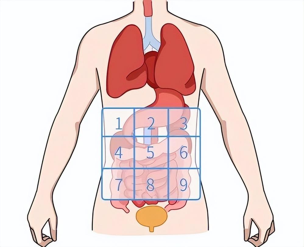 胰腺在哪里人体示意图_人体构造图胰腺在什么地方_人体胰腺图片位置示意图